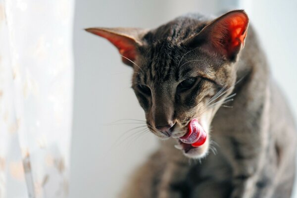 Chat avec de grandes oreilles se lèche la langue