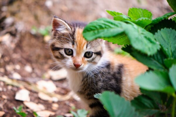 Gray-red shorthair kitten in nature