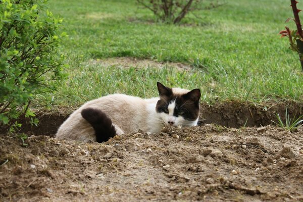 Gato guarda de fronteira sentado em uma trincheira