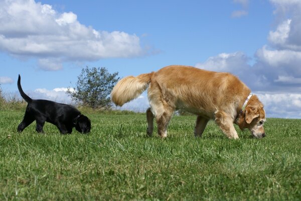 Beautiful dogs in the hayfield