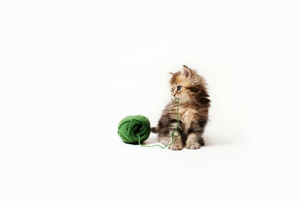 Fluffy kitten playing with a ball