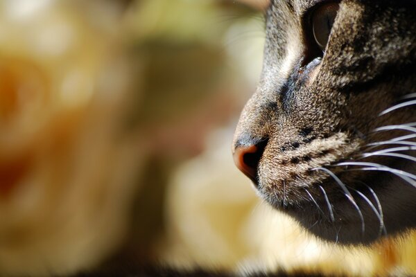 Chat mignon en automne