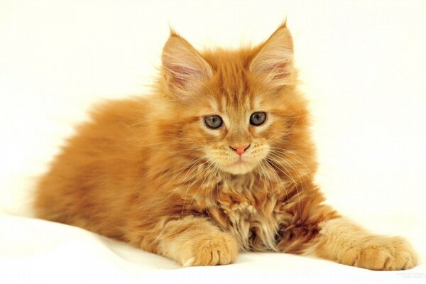 Tüylü kızıl saçlı kedi. Yavrular