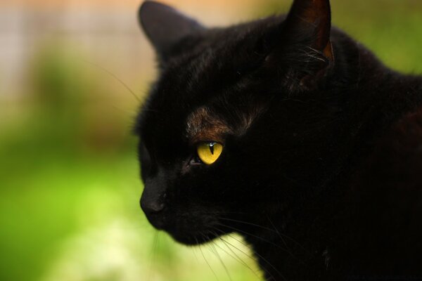 Gatto misterioso nero come la pece