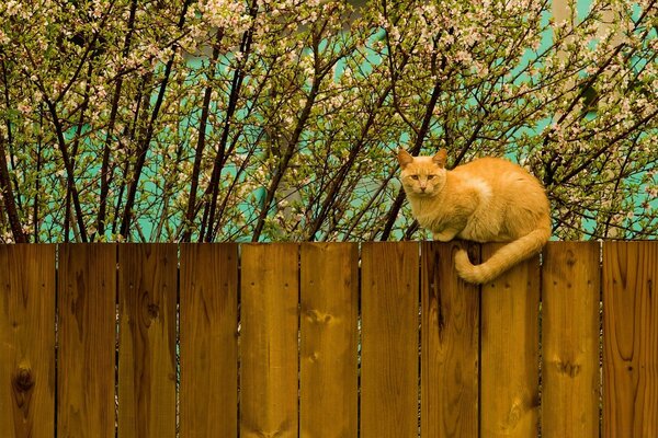 Schöne Katze auf einem schönen Zaun