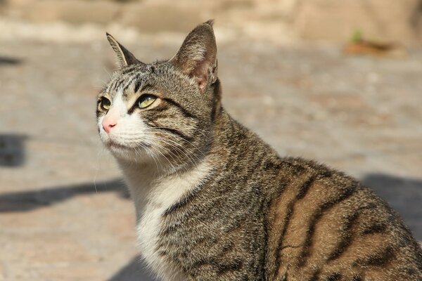 Striped cat looks at the sun