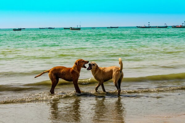 Mating games on the seashore