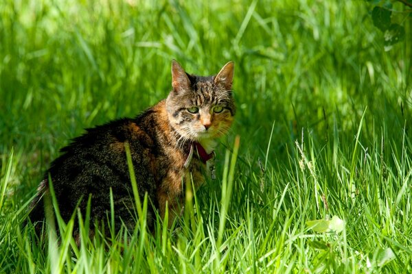 A cat sitting in the green grass