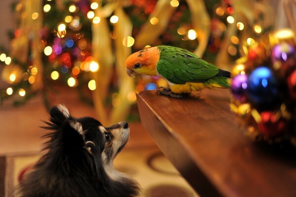 Papagei und Hund auf dem Hintergrund des Neujahrsfestes