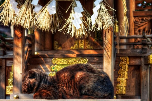 Casa de madera de gato tradicional