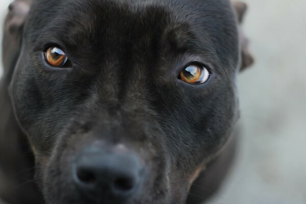 Cute grey dog with brown eyes