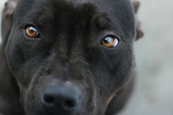 Милий сірчаний пес з коричневими очима