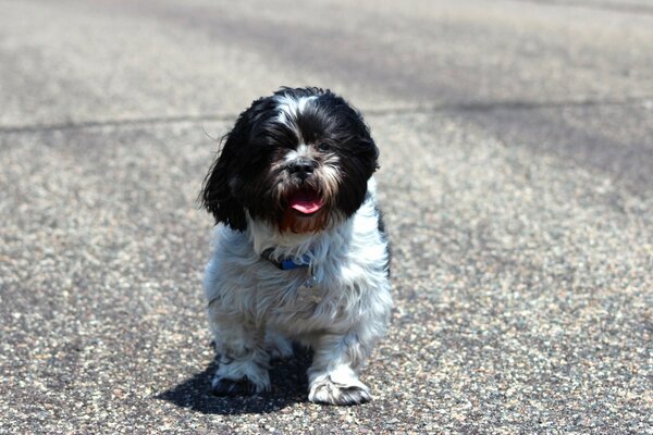 Der Hund steht auf grauem Asphalt