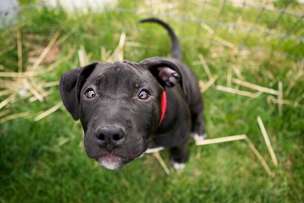 Black puppy, funny and curious