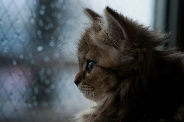 Cute kitten looks at the rain