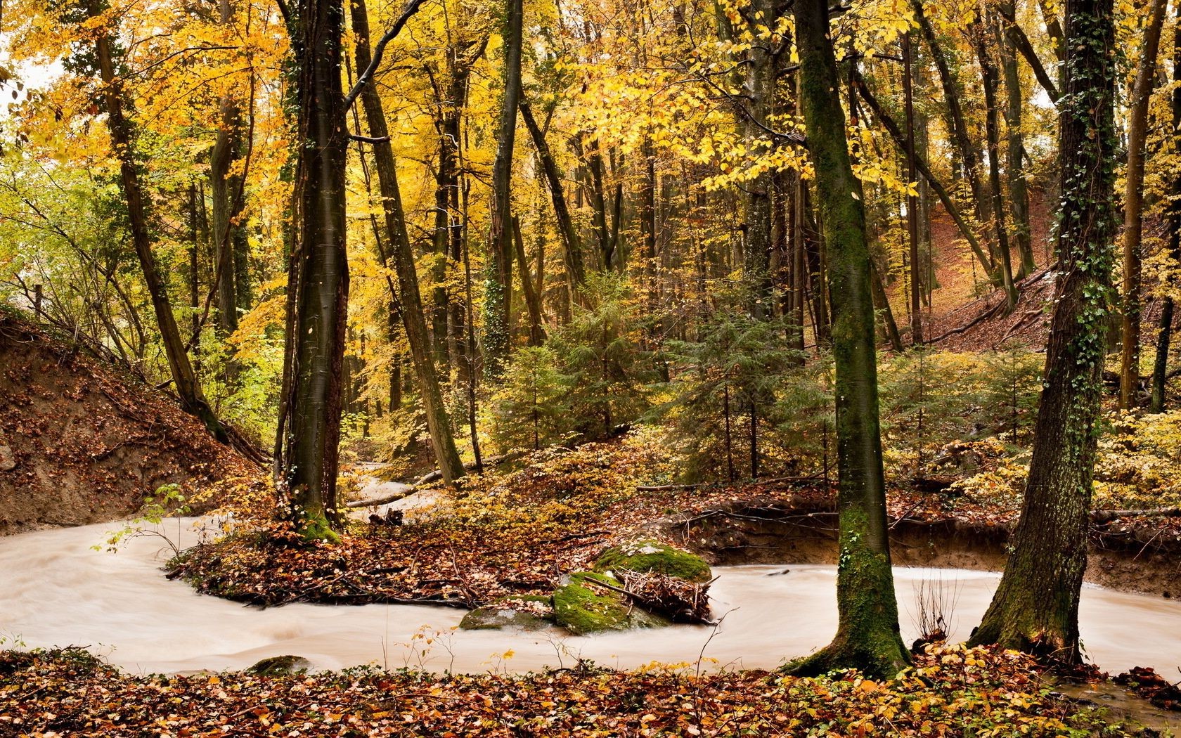 rivières étangs et ruisseaux étangs et ruisseaux bois automne arbre feuille paysage nature saison scénique paysages parc extérieur environnement tronc beau temps scène