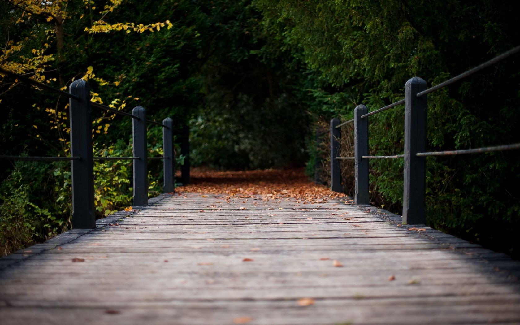 autunno legno guida strada albero percorso natura all aperto recinzione foglia passeggiata parco viaggio marciapiede erba giardino luce strada paesaggio sentiero