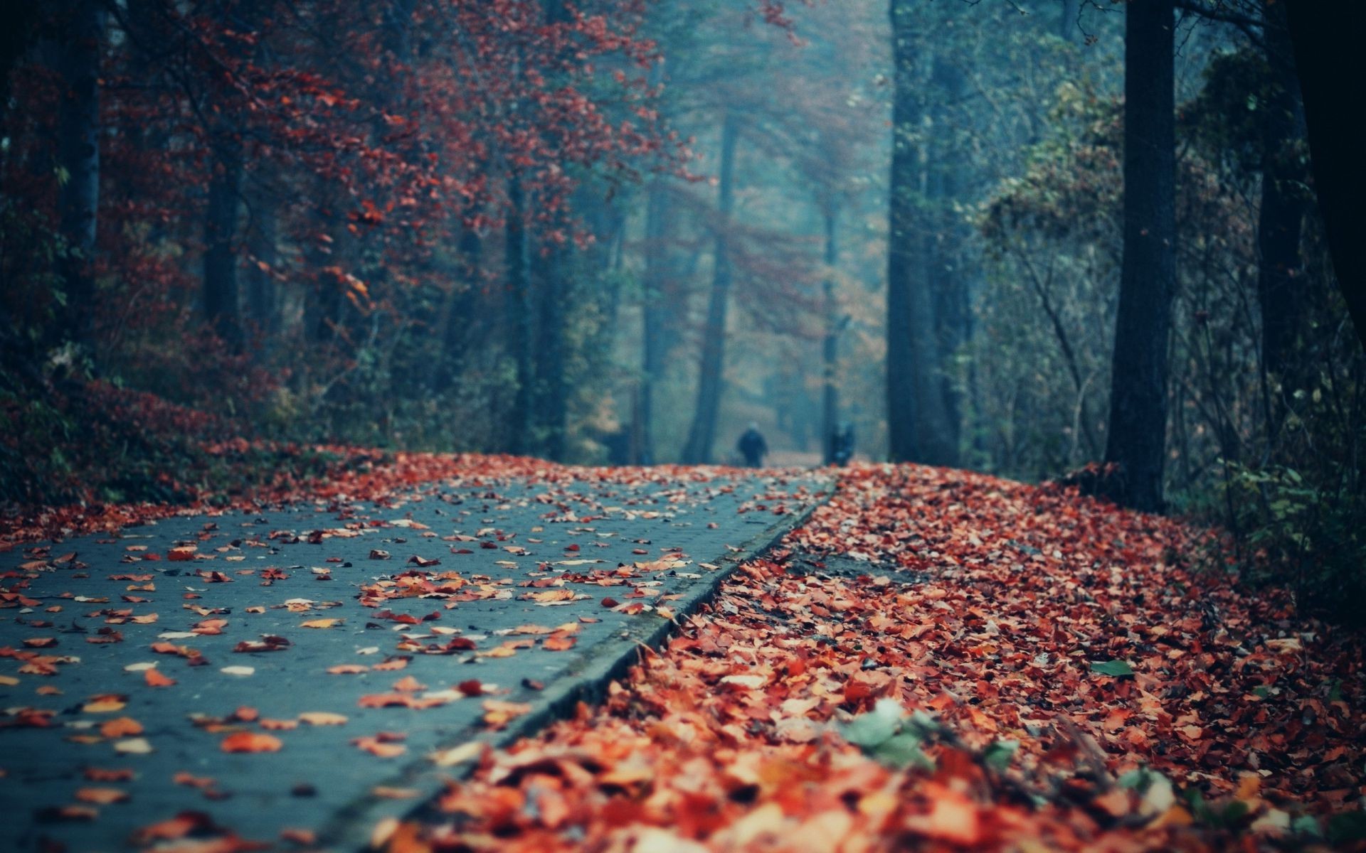 sonbahar sonbahar ağaç yaprak ahşap açık havada doğa manzara su seyahat sezon ışık park