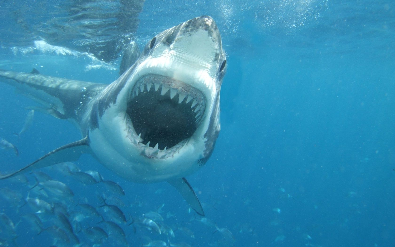 animaux sous-marin requin eau poissons natation océan mer un sports nautiques