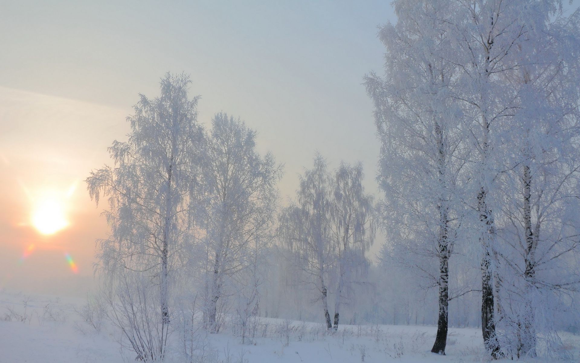 hiver neige gel froid temps glace brouillard bois congelé bois givré paysage tempête de neige la nature aube beau temps brouillard saison en plein air