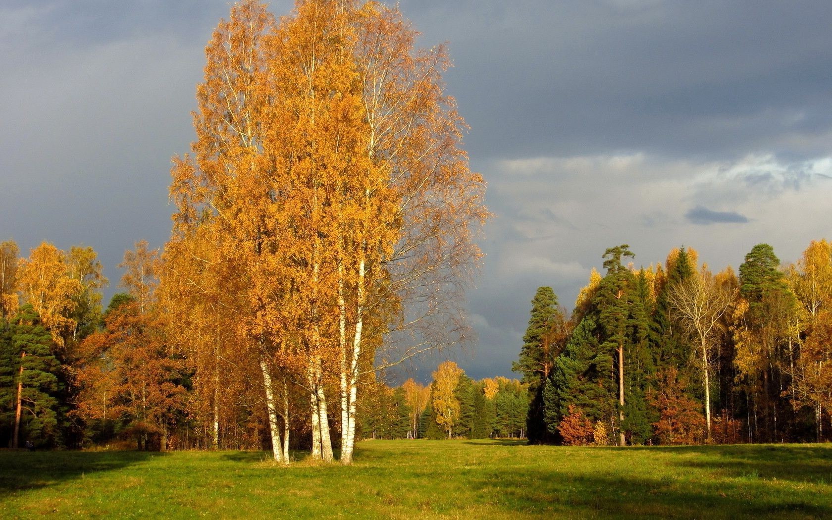 drzewa jesień drzewo liść krajobraz natura drewno wieś wiejskie na zewnątrz świt trawa dobra pogoda mgła słońce park mgła