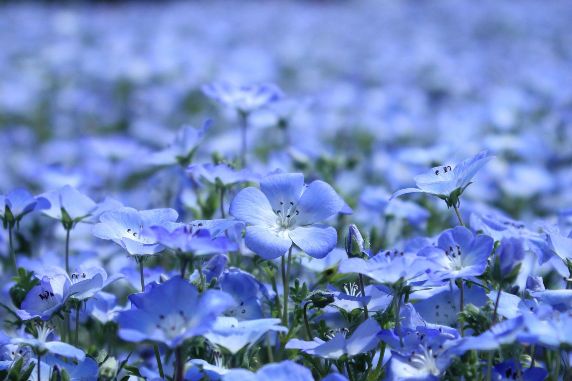 field of flowers flower flora nature summer petal garden floral leaf blooming hayfield close-up bright season field color outdoors beautiful growth grass