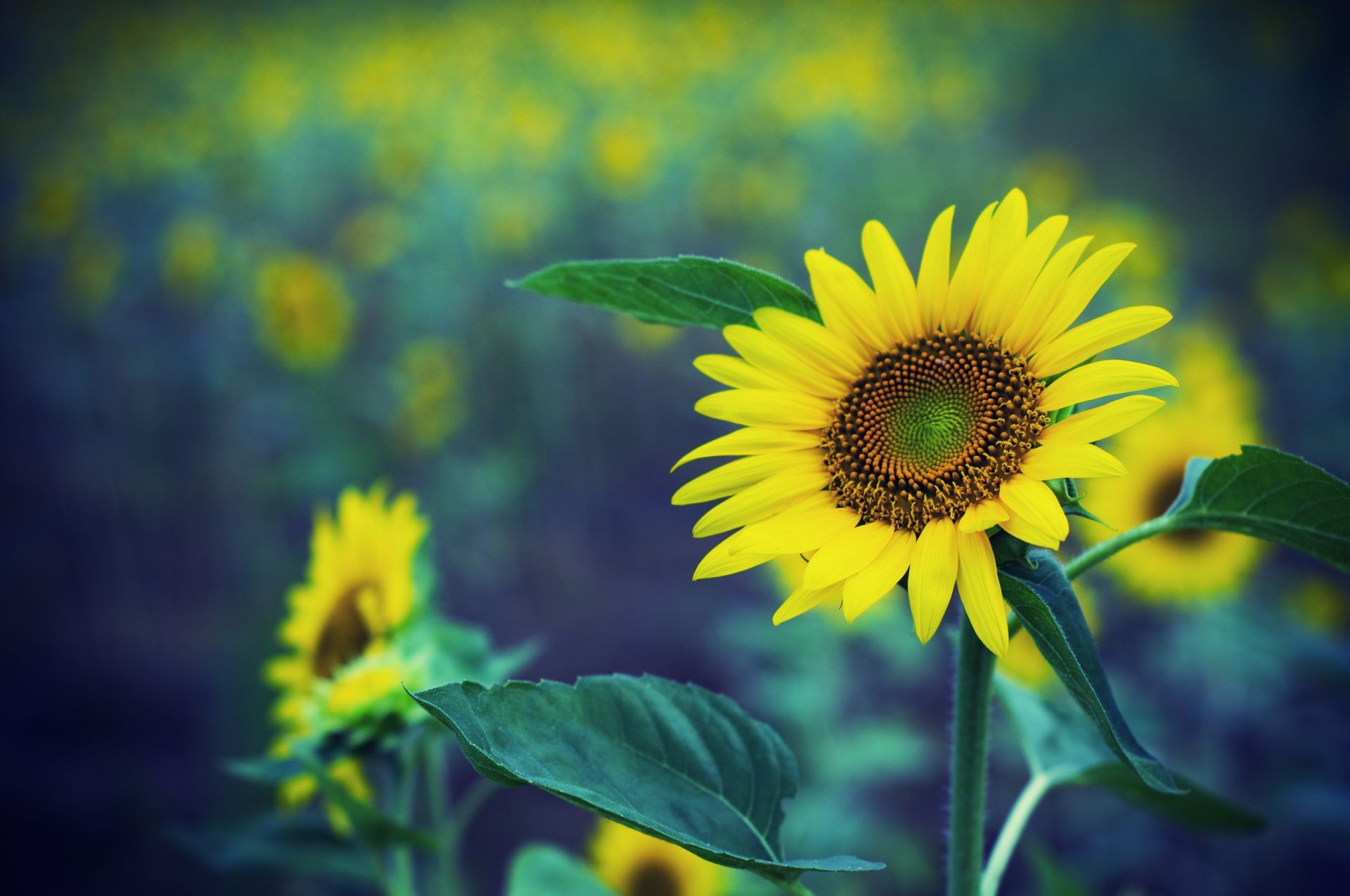 girasoli natura estate foglia flora fiore girasole crescita luminoso bel tempo sole all aperto campo colore rurale