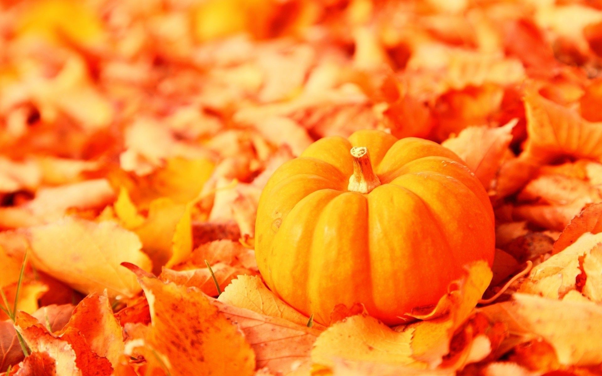 foglie autunno cibo zucca delizioso