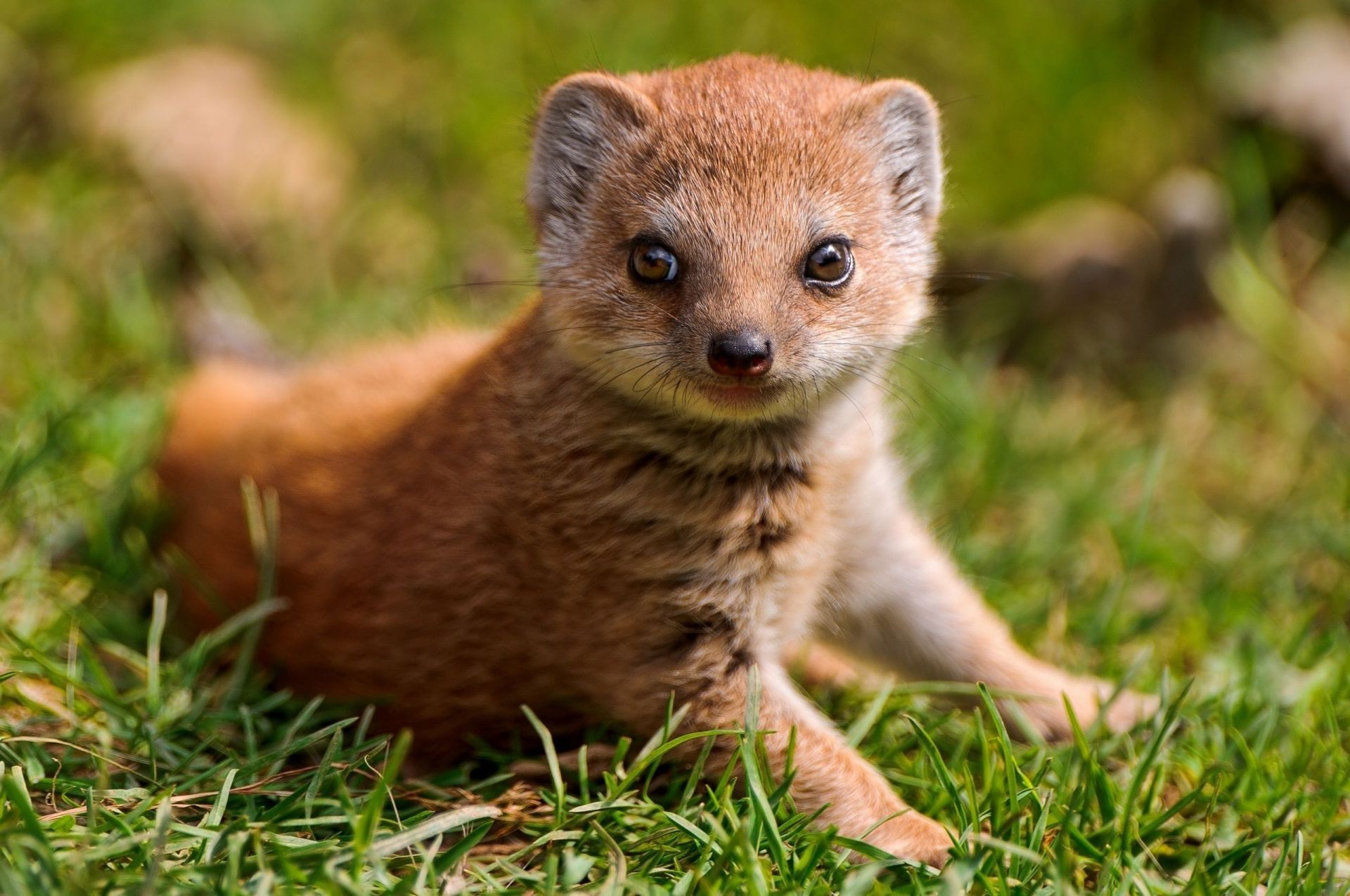 tiere säugetier niedlich tier natur wenig kind tierwelt gras fell junge porträt