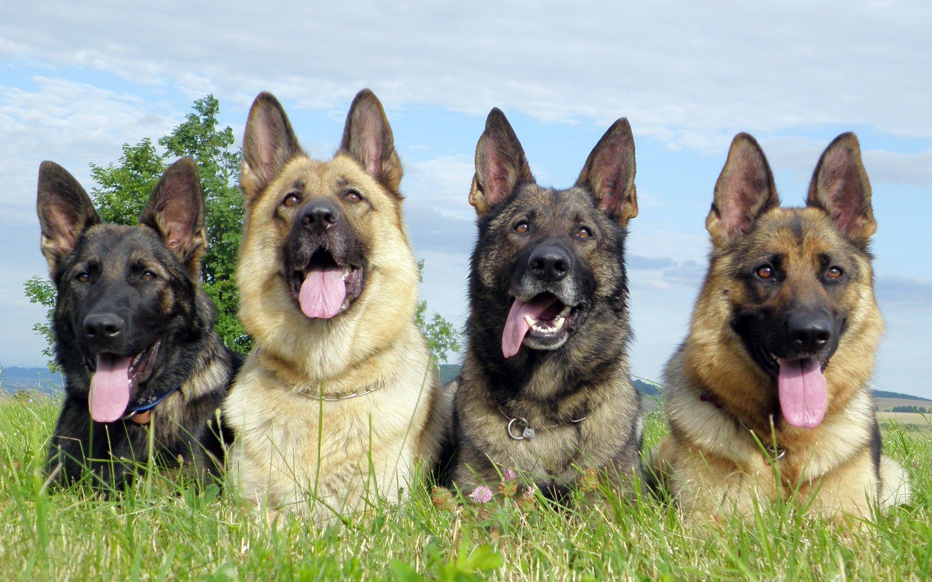 cães cão cinegrafista animal de estimação pedigree bonito raça animal filhote de cachorro mamífero puro-sangue pastor alemão retrato pastor pastor doméstico grama obediência lealdade amizade amigável