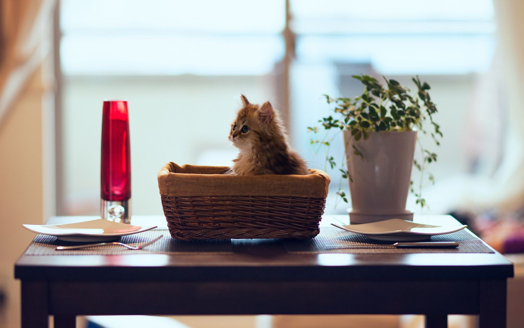 chats à l intérieur meubles table café nature morte chaise relaxation coupe boire vin nourriture chambre thé flou verre unique