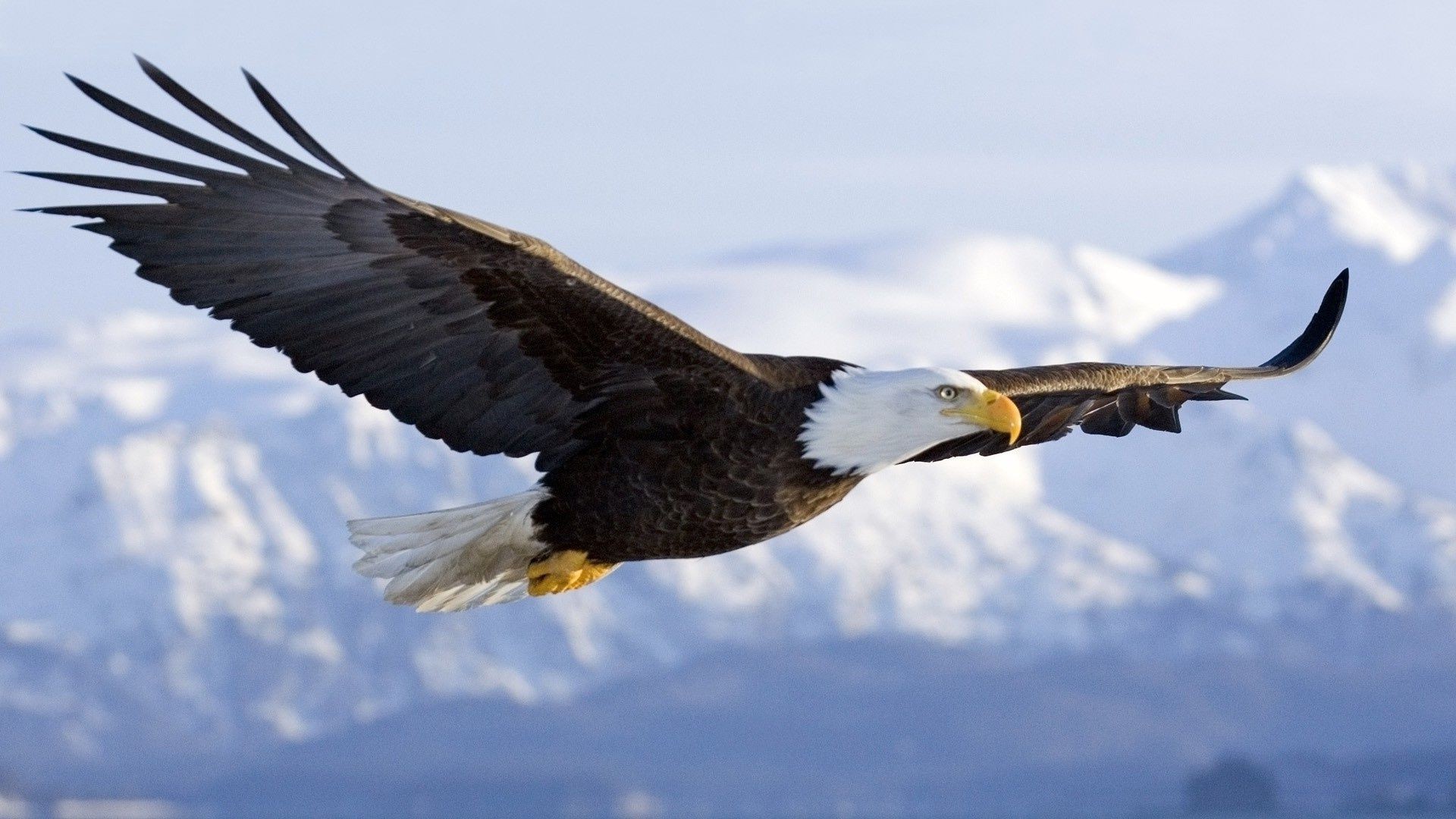 animals bird raptor wildlife eagle bald eagle bald nature flight animal outdoors prey wild feather