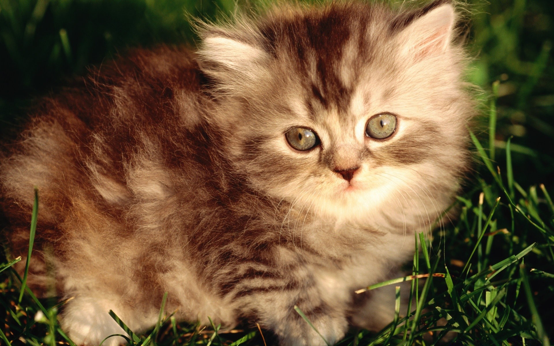 katze katze niedlich haustier tier kätzchen säugetier fell porträt inländische auge gras jung wenig kind flaumig schnurrbart flauschig natur vorschau liebenswert