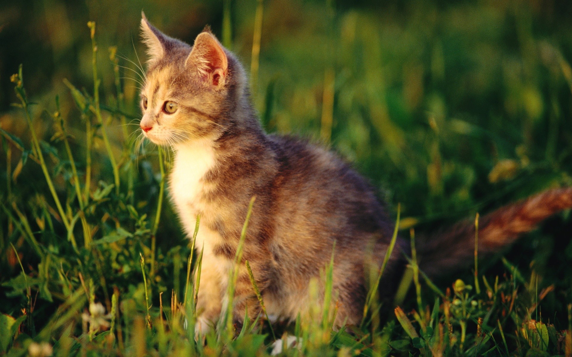 koty kot śliczne trawa zwierzę ssak natura pet futro kotek młode oko mało portret domowe