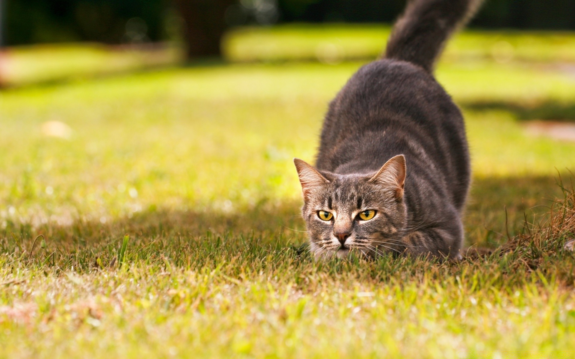 cats grass nature field cute cat animal mammal outdoors pet portrait hayfield young fur