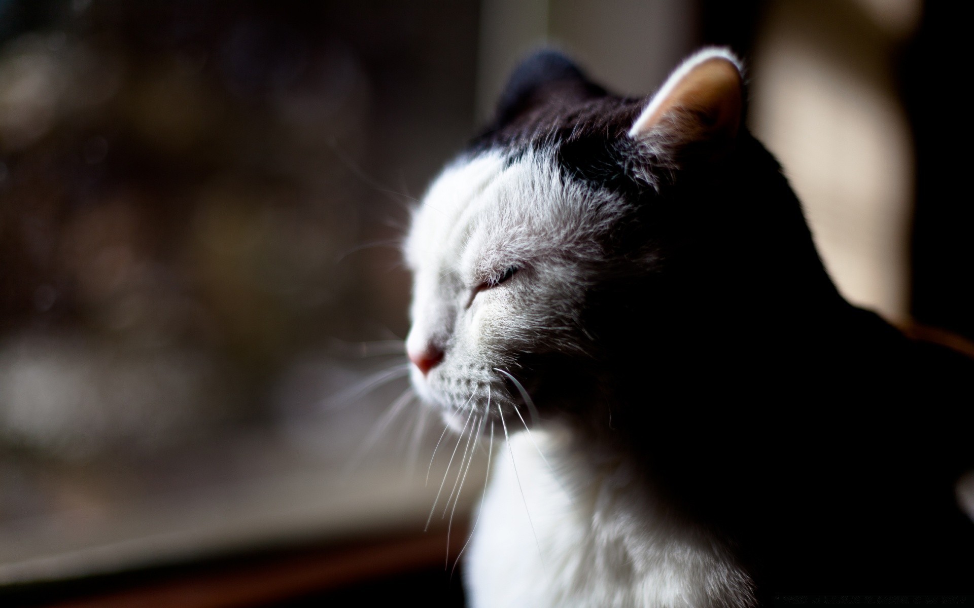 katze katze porträt haustier säugetier niedlich tier auge ein kätzchen fell ansicht inländische