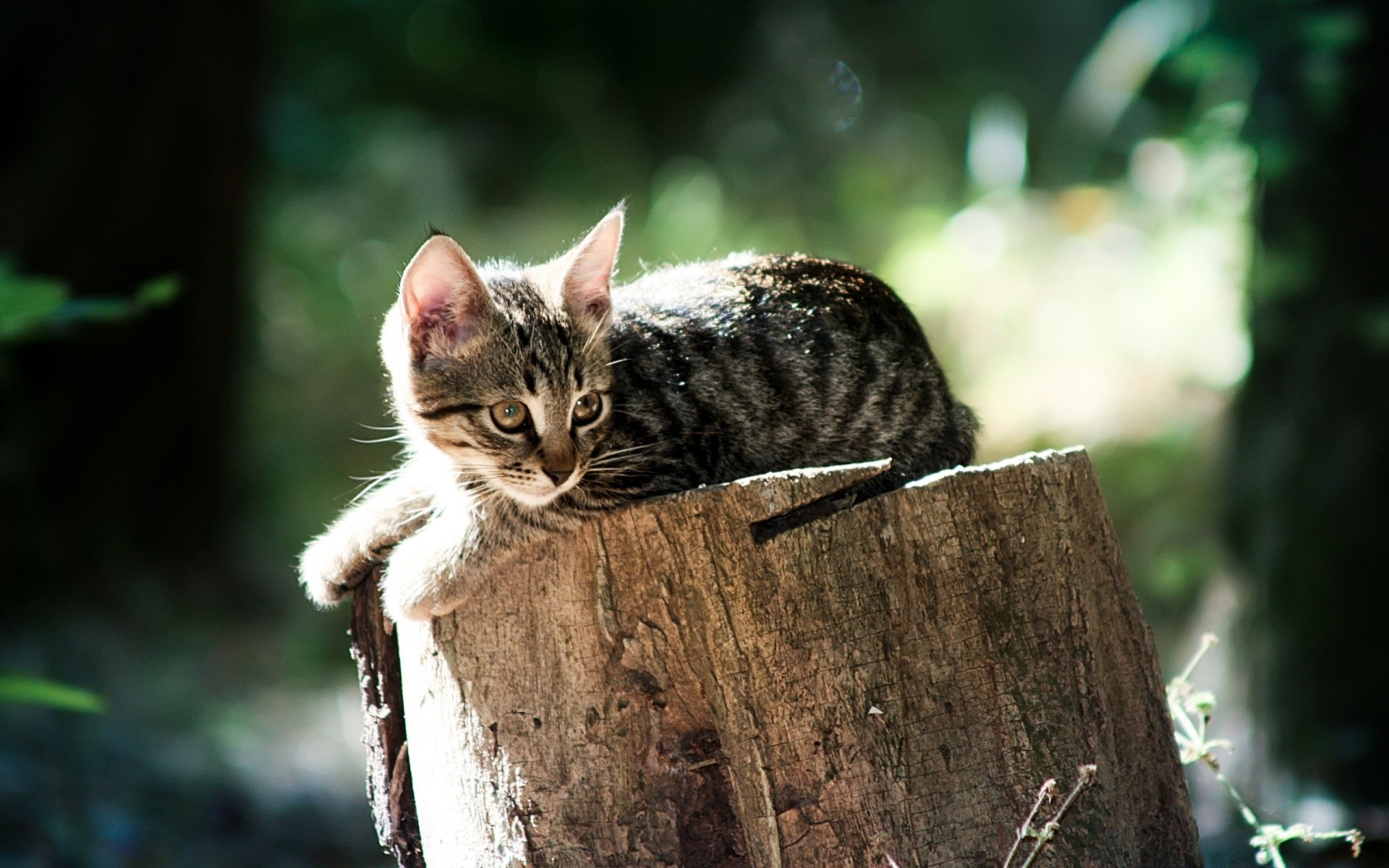 gatti gatto animale carino natura mammifero ritratto pelliccia pet gattino occhio all aperto piccolo vista giovane legno sedersi capelli fauna selvatica