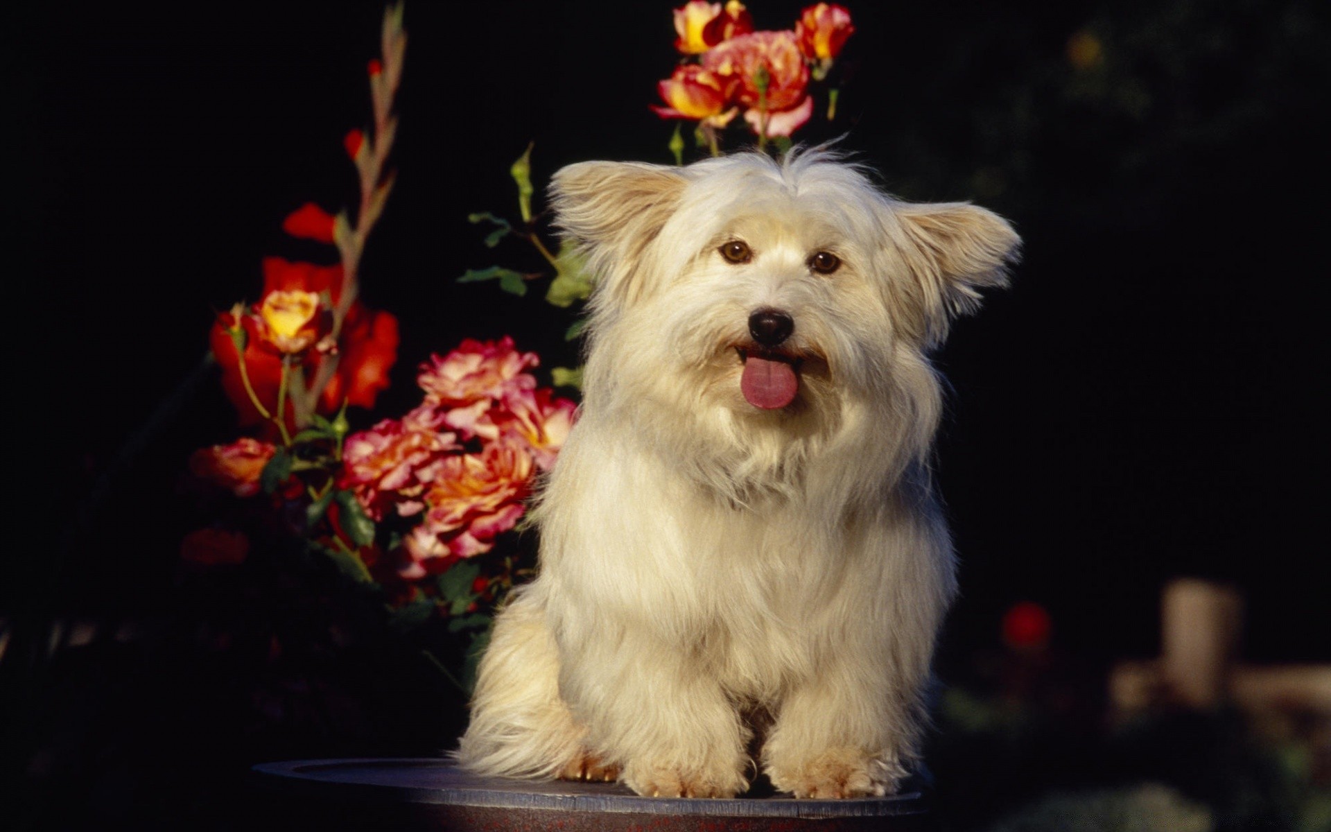 köpekler köpek memeli köpek eğitmeni evde beslenen hayvan portre bir