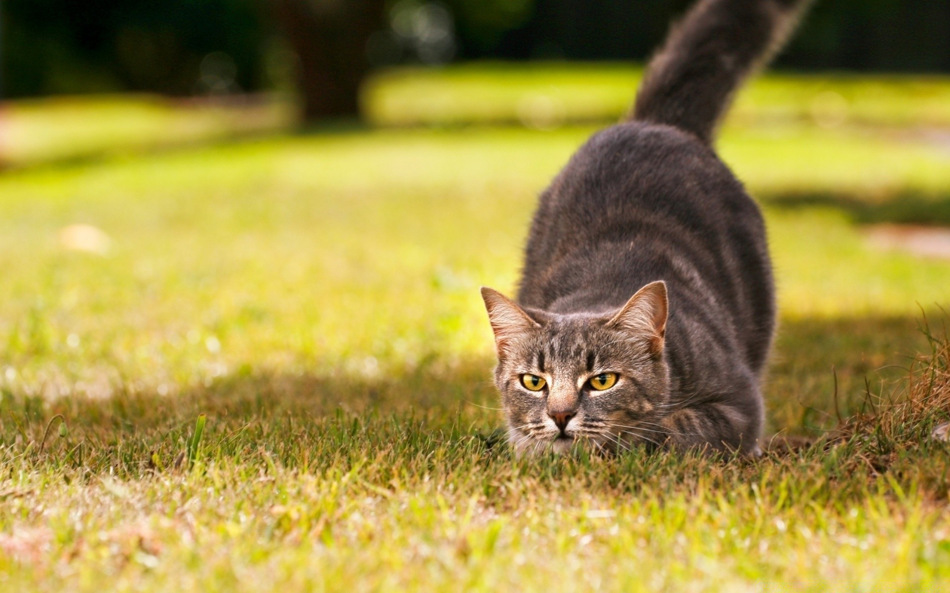 cats grass nature cute cat field mammal pet animal outdoors young hayfield fur little looking portrait domestic