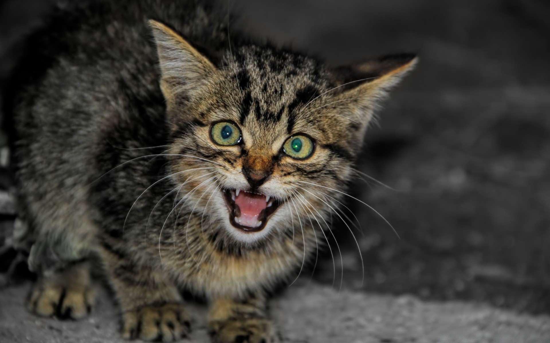 katze katze niedlich säugetier tier haustier fell porträt auge kätzchen lustig natur ansicht wild tierwelt