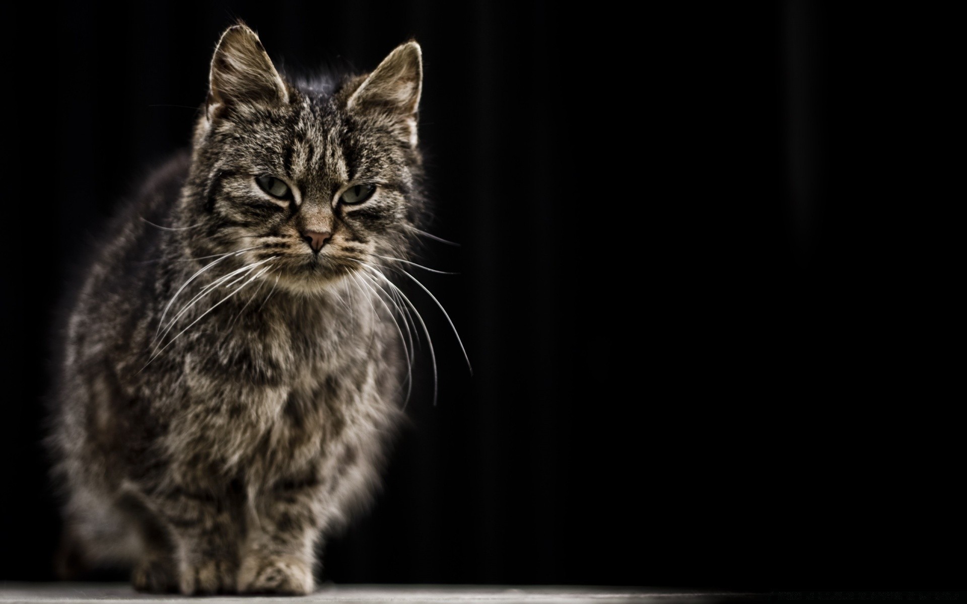 kediler kedi evde beslenen hayvan hayvan portre yavru kedi memeli sevimli masaüstü