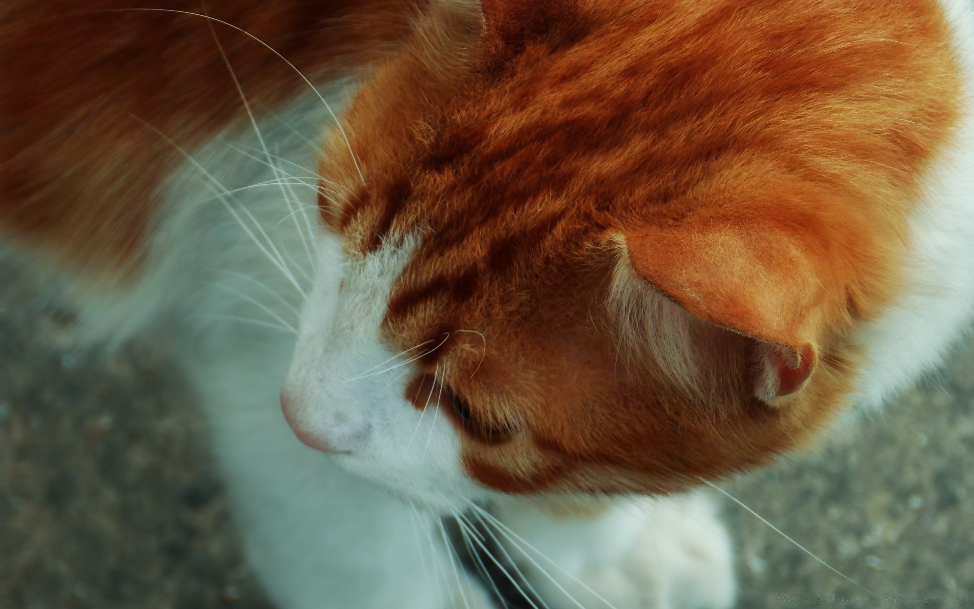 gatos gato mamífero retrato solteiro fofa pele animal de estimação sono bebê olho animal gatinho pequeno