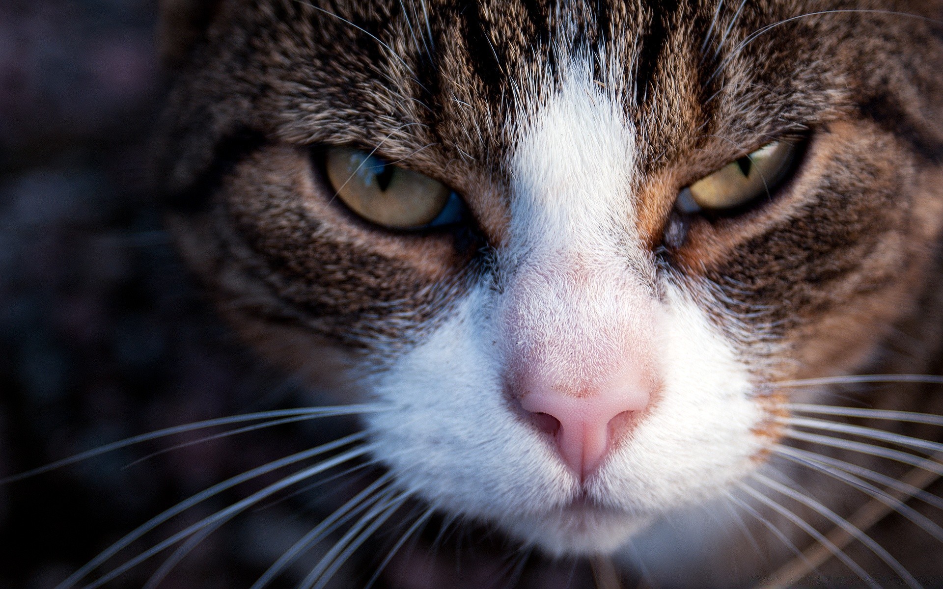 chat oeil mignon chat fourrure portrait animal tête cheveux jeune animal mammifère moustache aperçu à la recherche nez chaton domestique vers le bas curiosité jolie