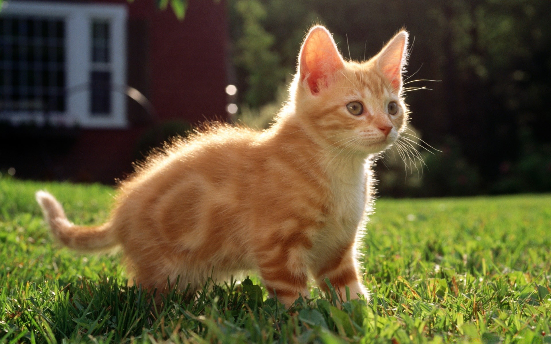 gatti carino gatto mammifero animale animale domestico pelliccia domestico erba gattino giovane piccolo ritratto bambino natura occhio adorabile divertente anteprima lanuginoso soffice