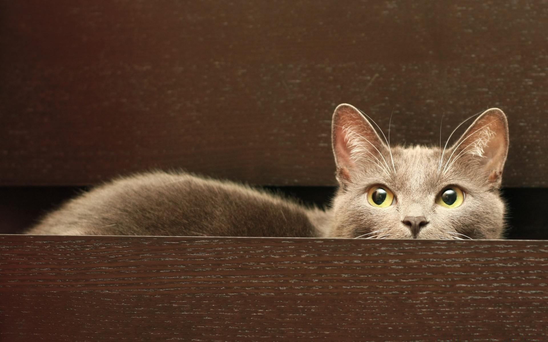 katze katze kätzchen haustier säugetier porträt tier inländische eine niedlich fell flaumig auge kind