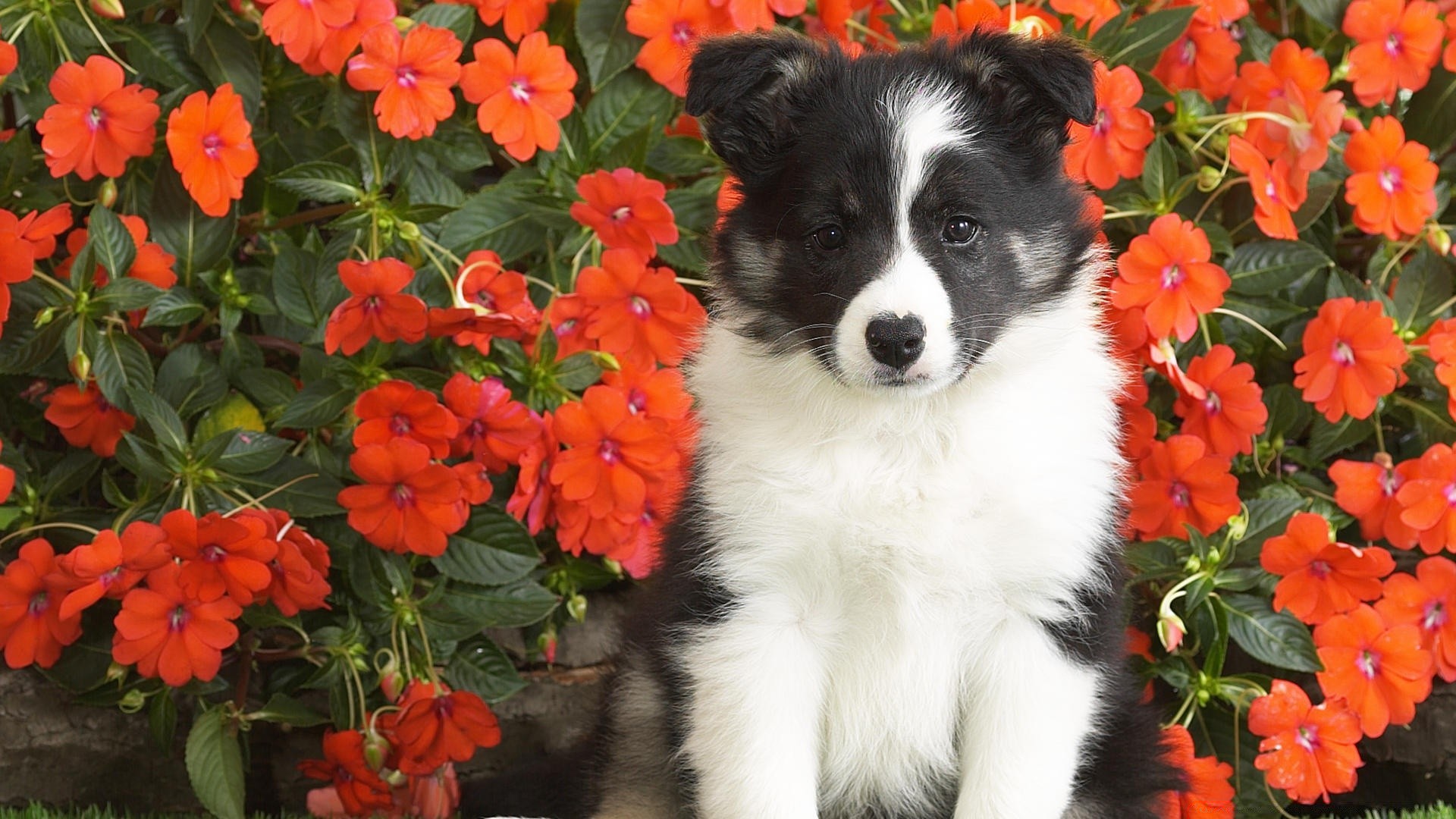 cani fiori natura