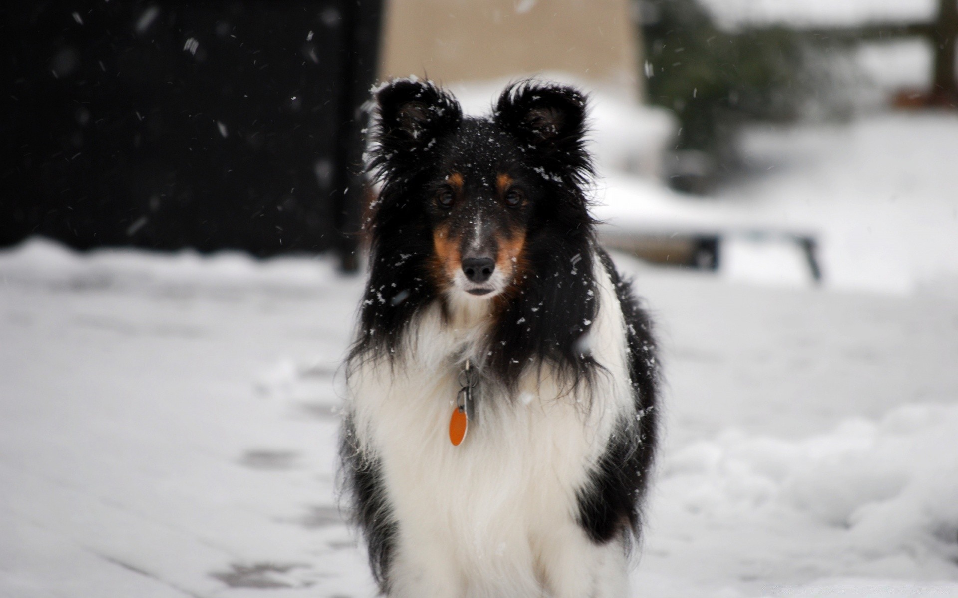 cane mammifero neve cane ritratto inverno canino all aperto singolo animale