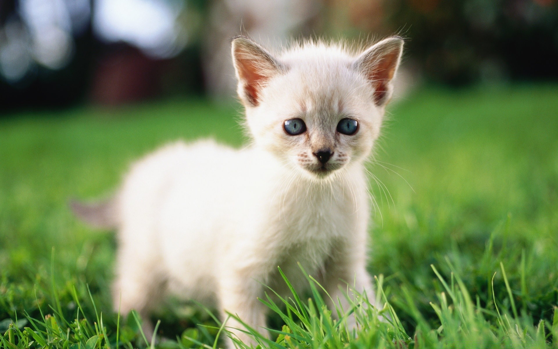 cats cute animal grass mammal cat little pet fur baby nature young kitten eye portrait domestic adorable