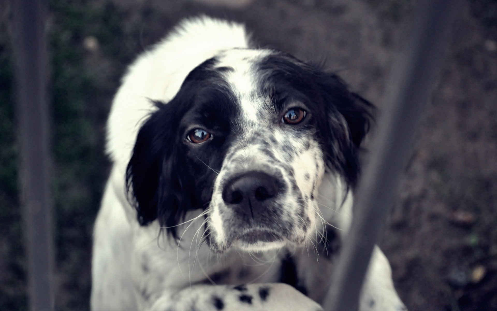 chien chien animal portrait cynologue animal de compagnie mammifère mignon chiot fourrure nature