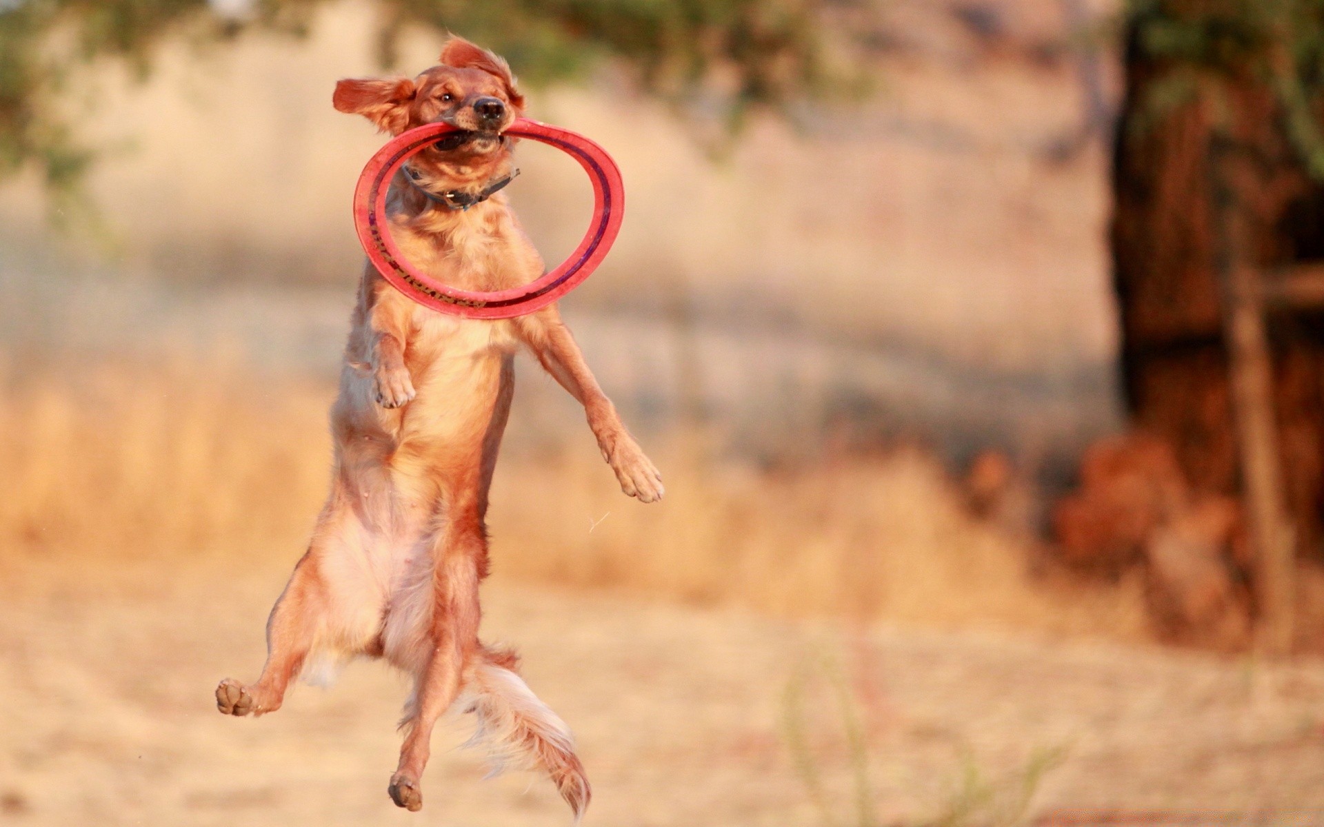 hunde natur ein säugetier im freien hund tier